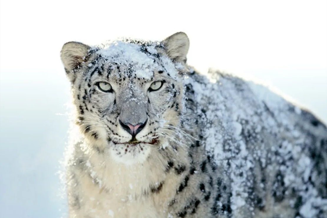 Snow Leopard – The What It Broke Edition (updated)